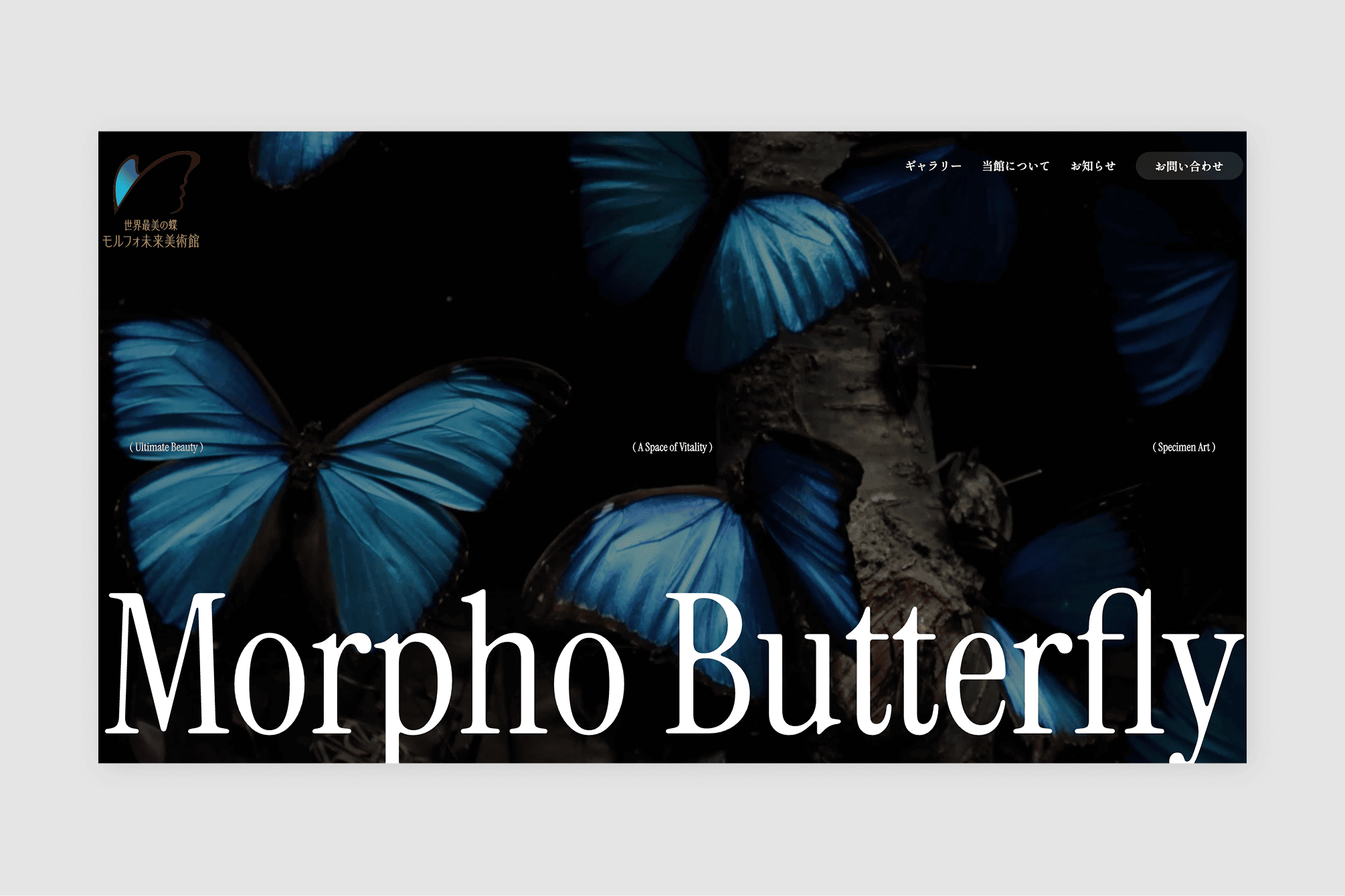 morpho-1